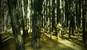 Weltwanderer im Wald