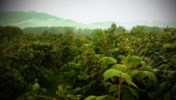 Himbeerfeld im Nebel