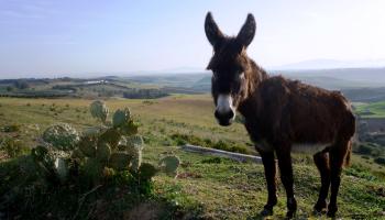 Esel in Spanien