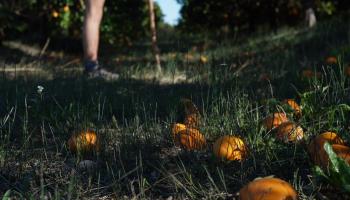 Orangen liegen am Wiesen Boden, Füße im Hintergrund