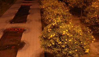 Orangenbäume am Wegesrand in der Nacht