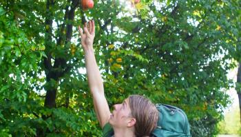 Wanderer pflückt Granatapfel von Baum