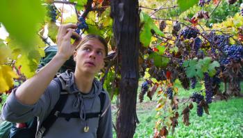 Rowin pflückt Weintrauben von der Rebe
