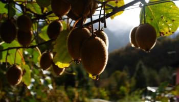 viele Kiwis hängen vom Baum