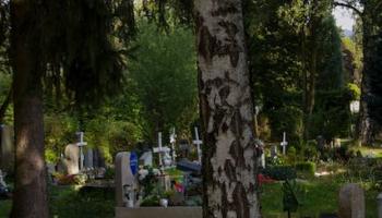 Vogelhäuschen auf Birke