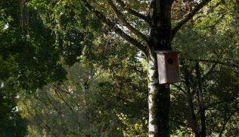 Vogelhäuschen auf Baum Vogelhäuschen auf Baum