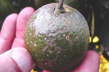 Schädlinge auf Zitrone