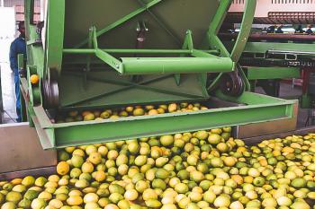 Zitronen in der Nachbehandlung