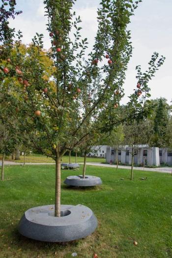 Apfelbaum Urnengarten am St. Barbara Friedhof Nationalpark Garten Mitglied