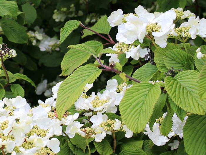 Kletterhortensie Kletterhortensie