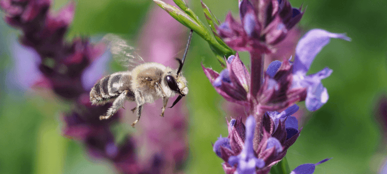 Bienenfreundliche Pflanze