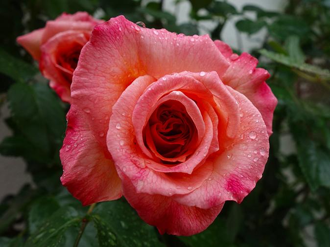 Rose Rose