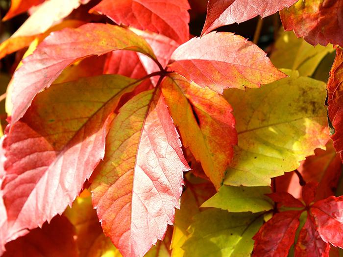 Wilder Wein Wilder Wein