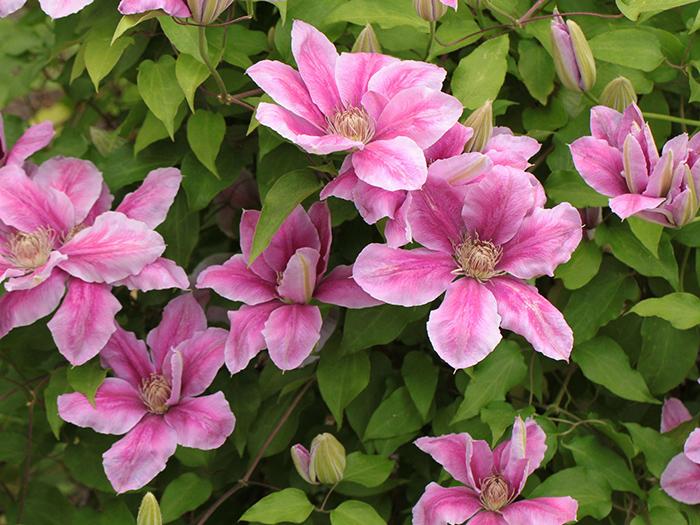 Clematis Clematis
