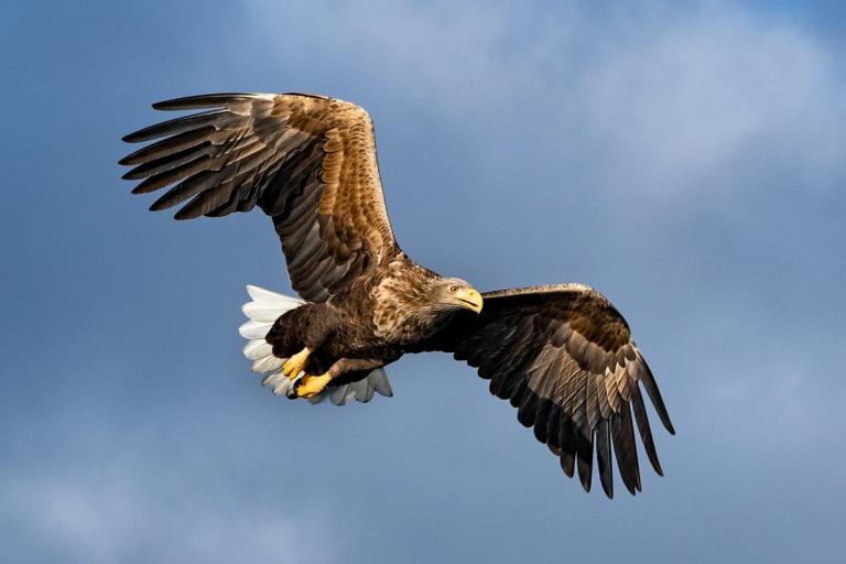 Seeadler