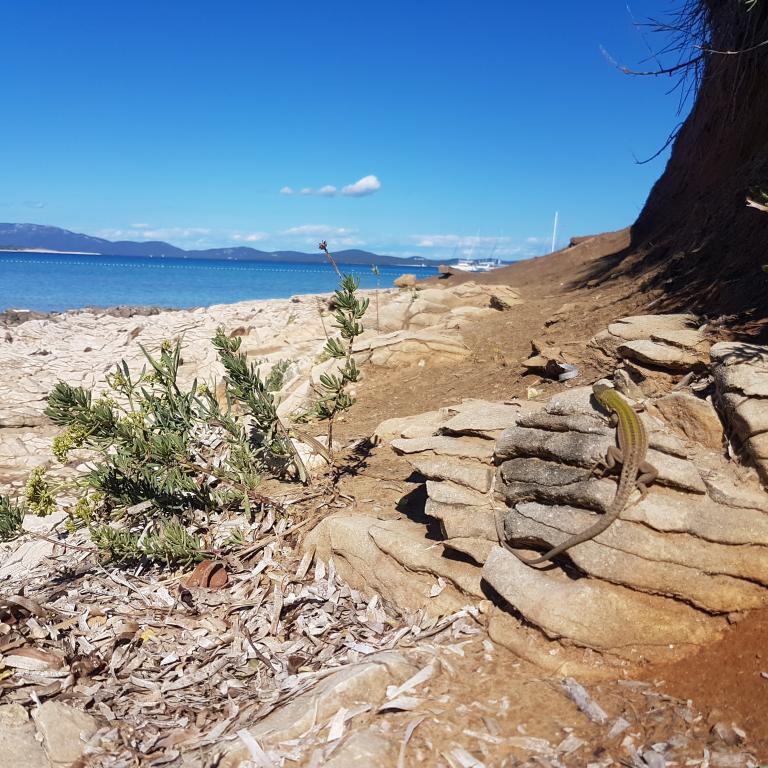 Salamander auf der Insel Susak