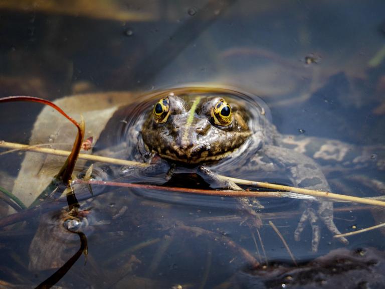 Frosch im Biotop