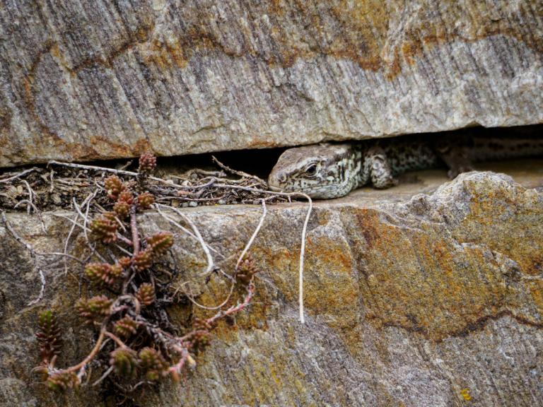 Eidechse in Pfaffstätten