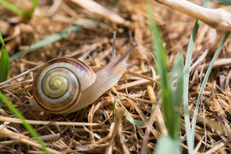 kriechende Schnecke 