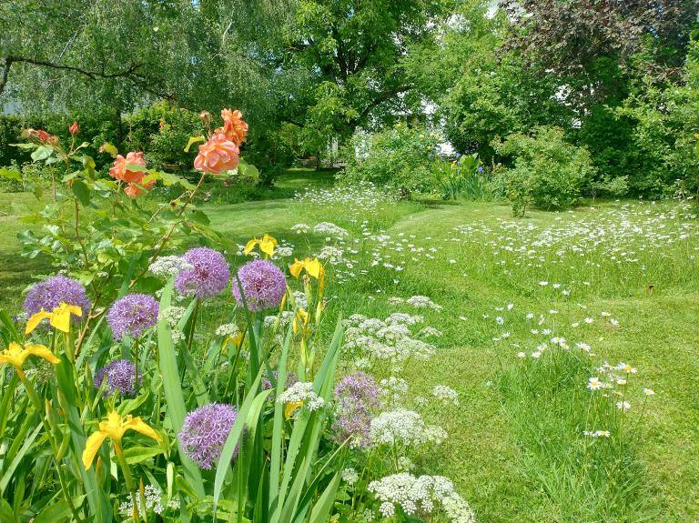 Naturgarten mit Wildblumen