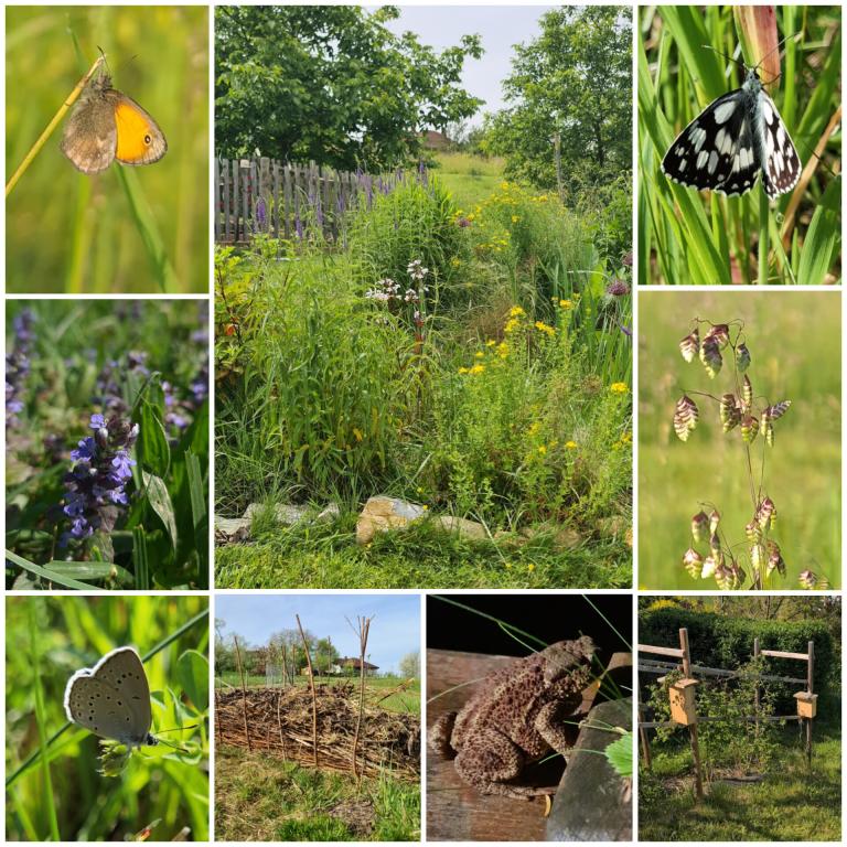 Fotocollage mit Eindrücken aus dem Naturgarten.