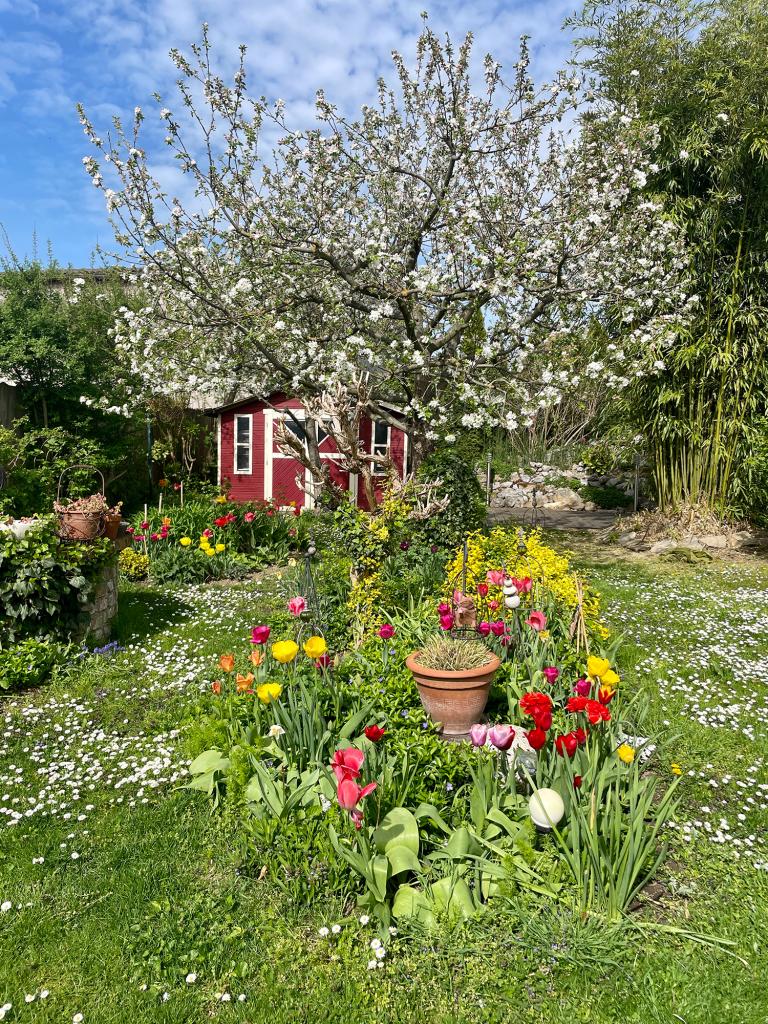 Naturgarten im Frühling mit Tulpen und einem blühenden Apfelbaum.
