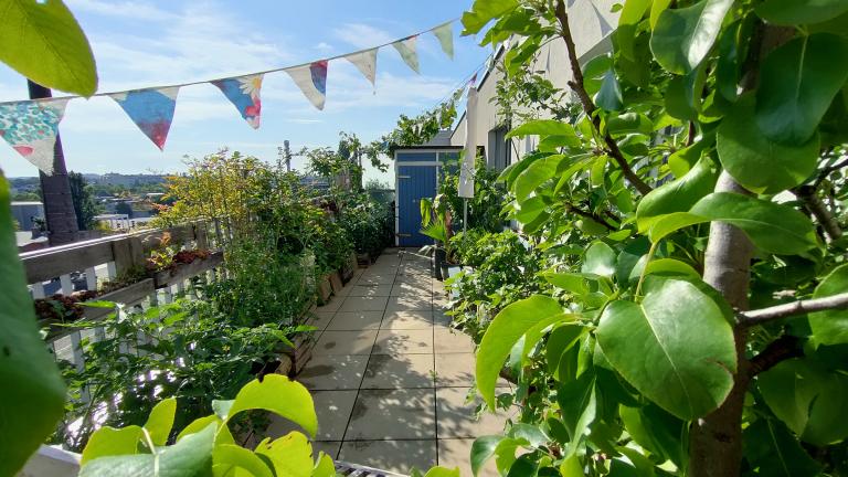 Begrünte Terrasse mit vielen Topfpflanzen.