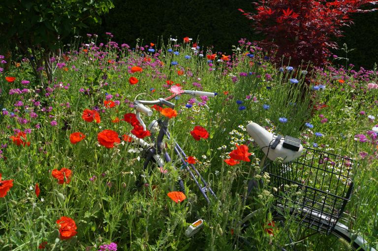 Wildblumenwiese, darin steht ein Fahrrad.