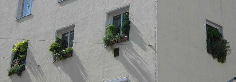 Begrünte Fensterbänke