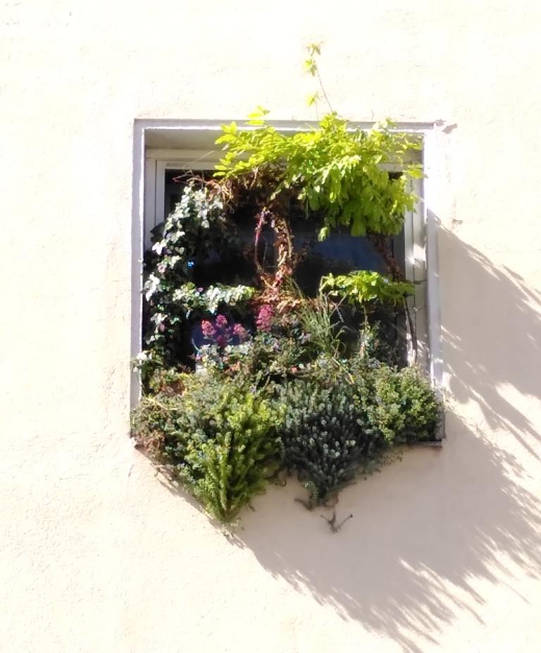 Fenster in dem vielfältige Pflanzen wuchern
