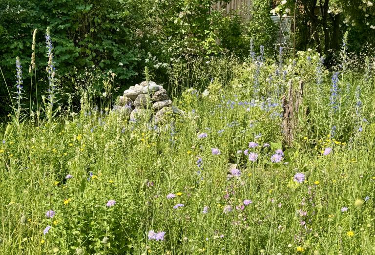 Naturnahe Wiese