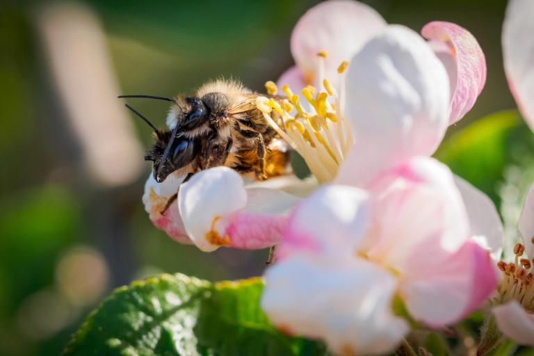 Biene sitzt auch rosa-weißer Blume