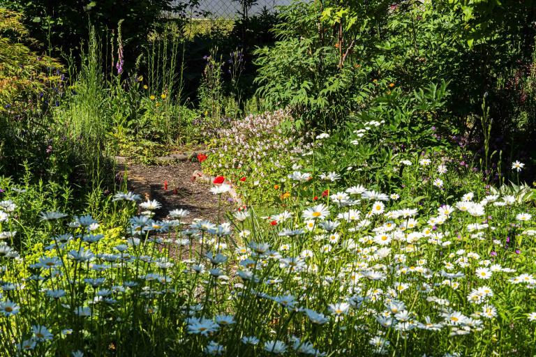 Nationalpark Garten Fotowettbewerb 5. Platz: Naturnaher Garten mit Blumen und Büschen