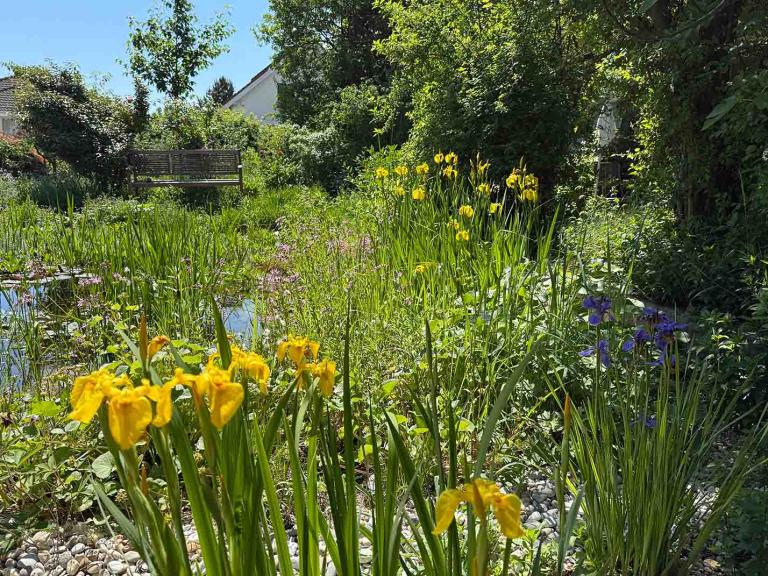 Nationalpark Garten Fotowettbewerb 3. Platz: Naturnaher Garten mit Blumen und einem Teich, im Hintergrund ein Haus angedeutet