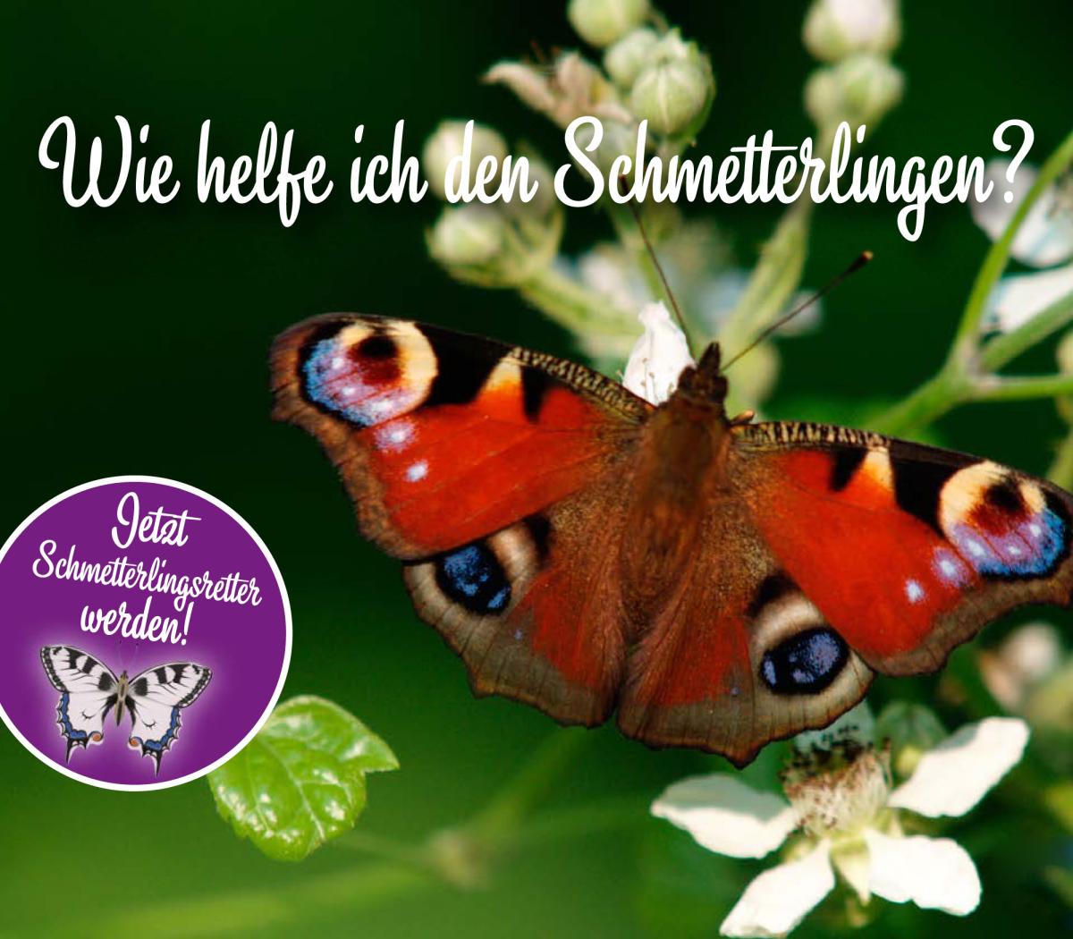 Wie helfe ich den Schmetterlingen?