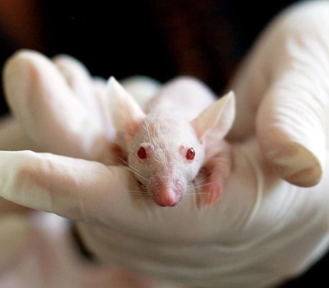 Glyphosat und Krebsstudien Laborratte