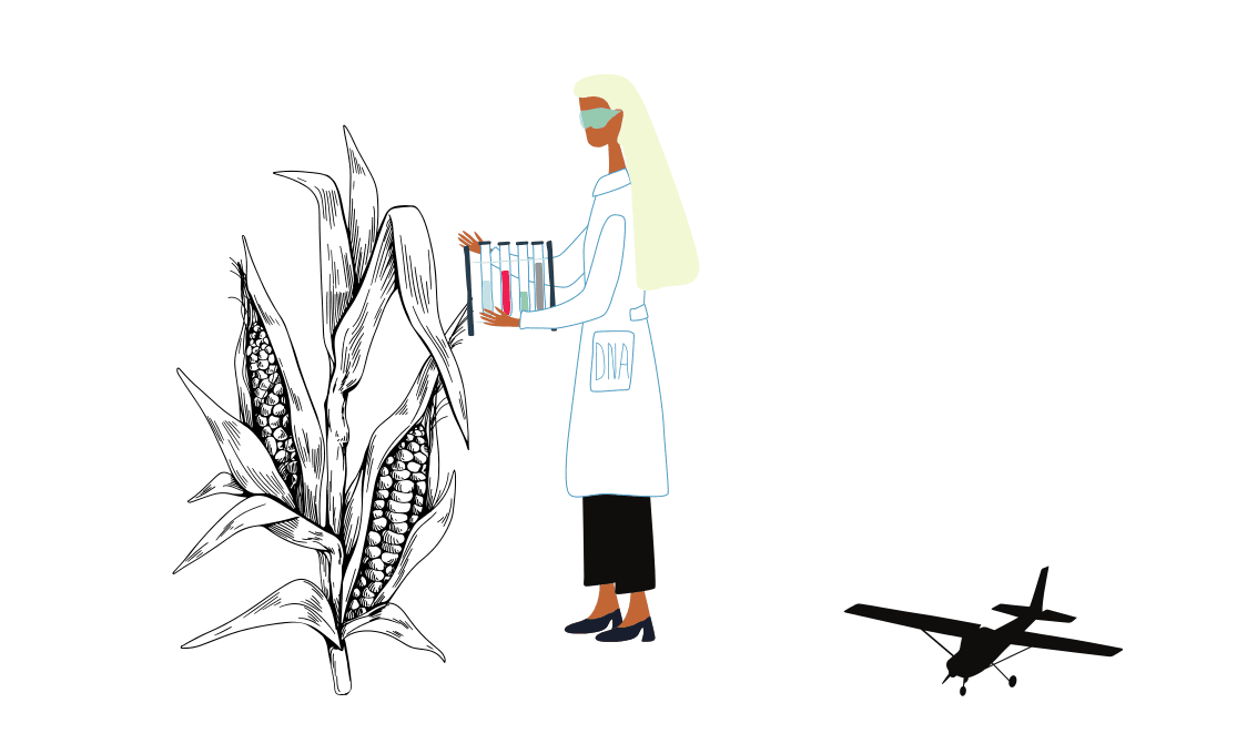 Informationsgrafik zu Neuer Gentechnik in der Landwirtschaft