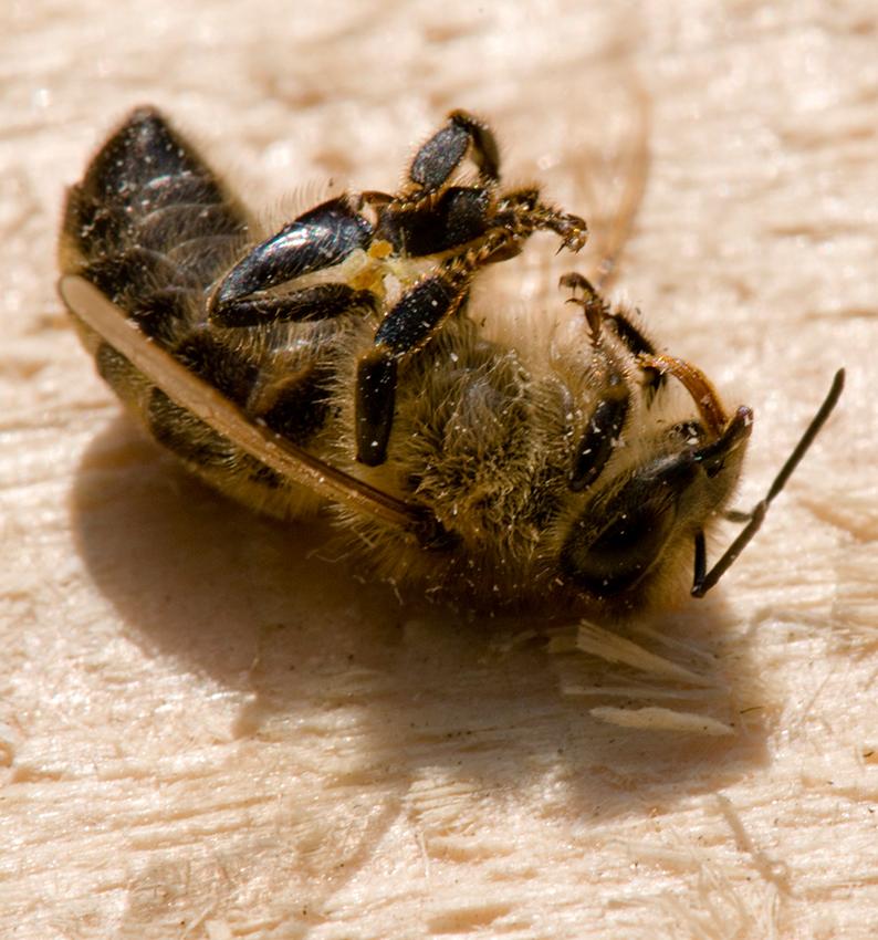 Tote Biene Tote Biene