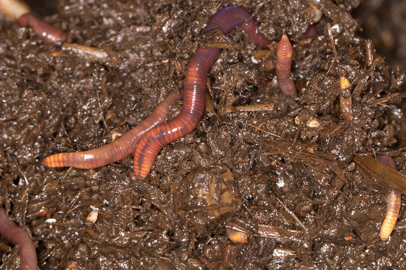 Regenwürmer in Erde