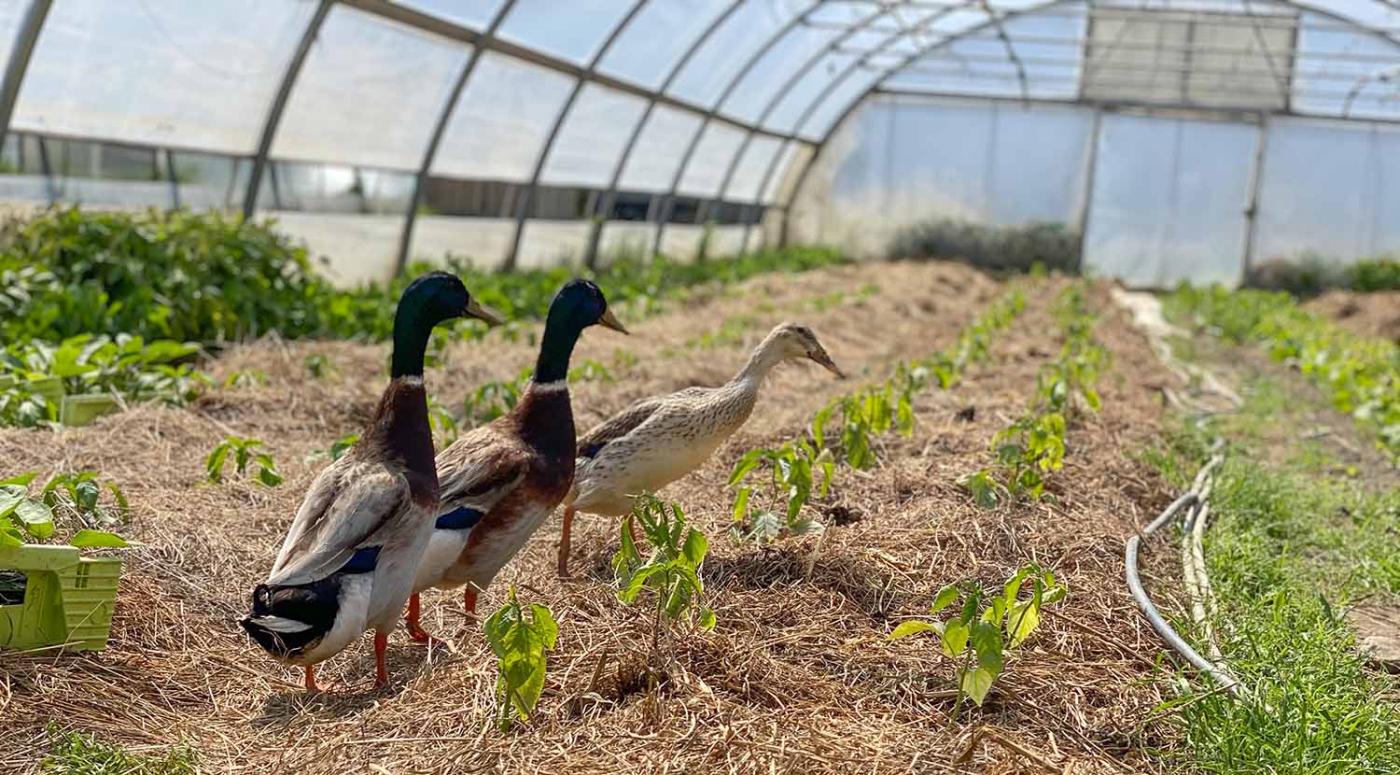 Ducks on a farm