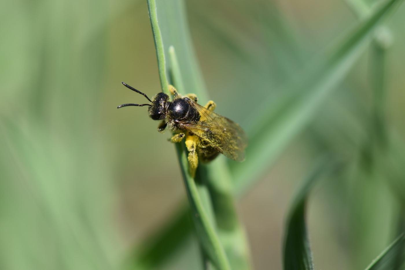 Wildbiene sitzt auf Grashalm