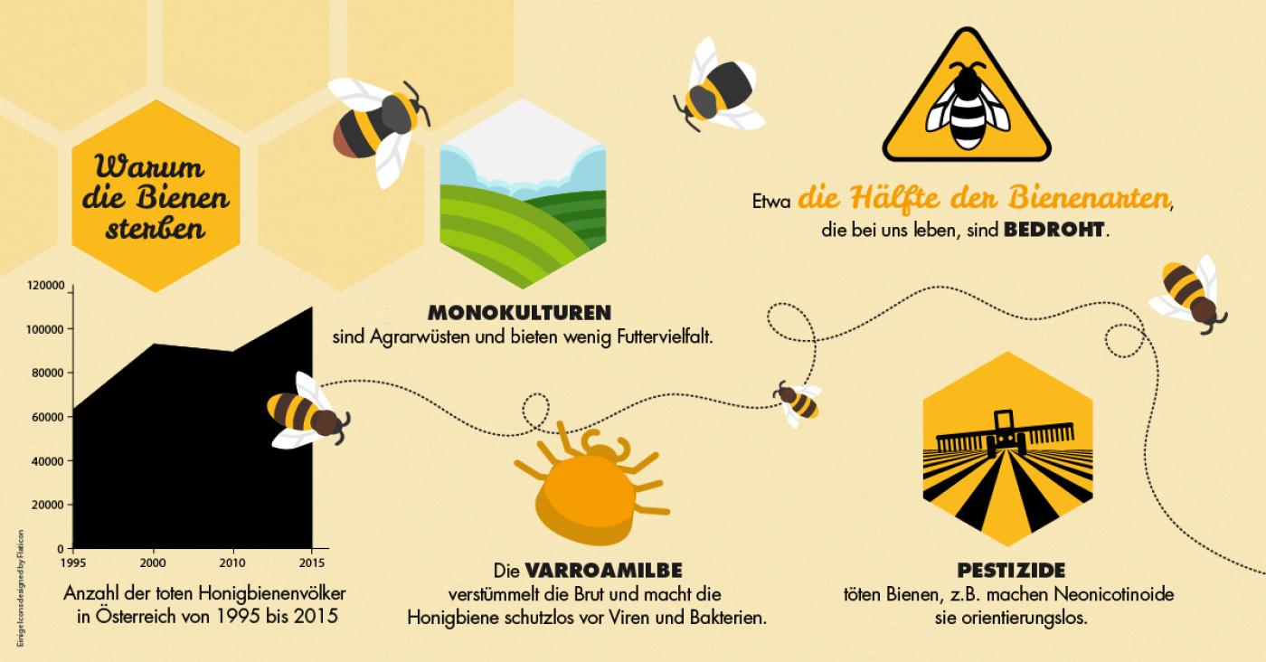 Bienen Infografik: Warum die Bienen sterben