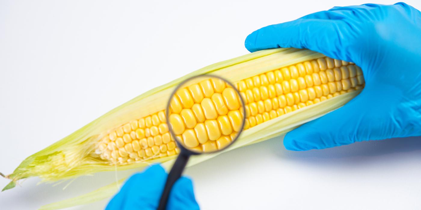 Maiskolben mit Lupe und Handschuhen