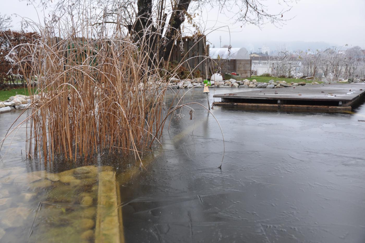 Teichpflanzen im winterlichen Gartenteich