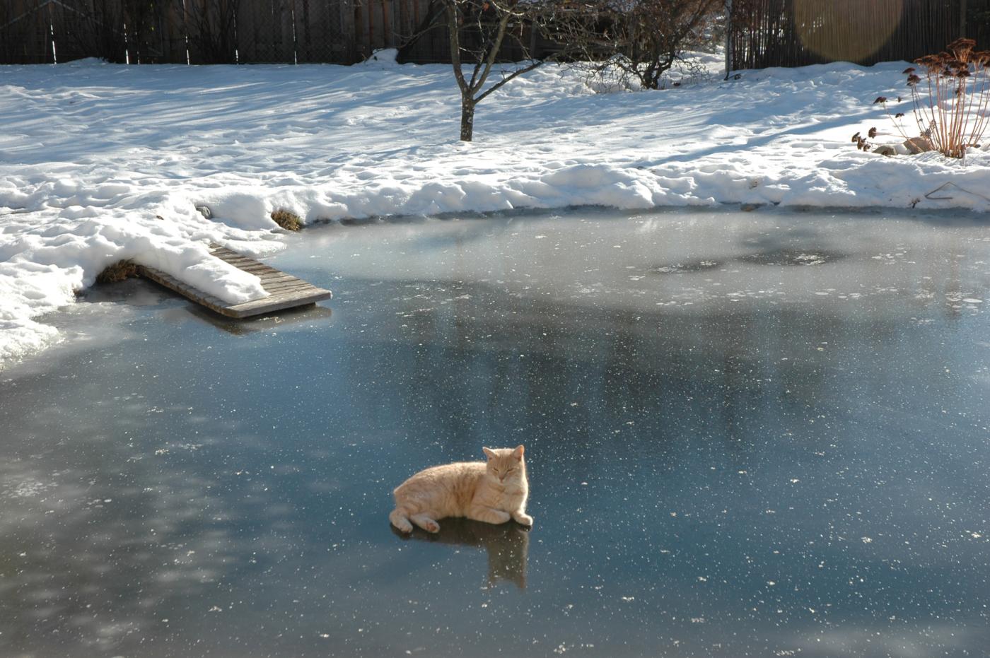Gefrorener Teich mit Katze auf dem Eis