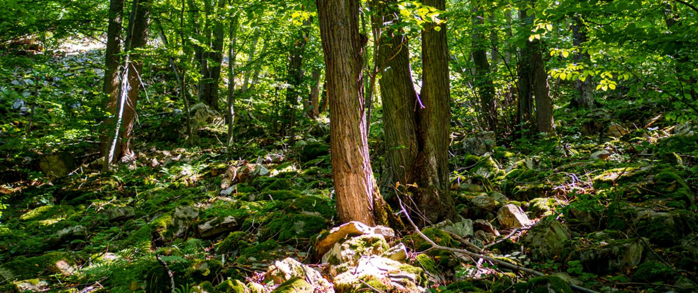 Naturwald Kamptal