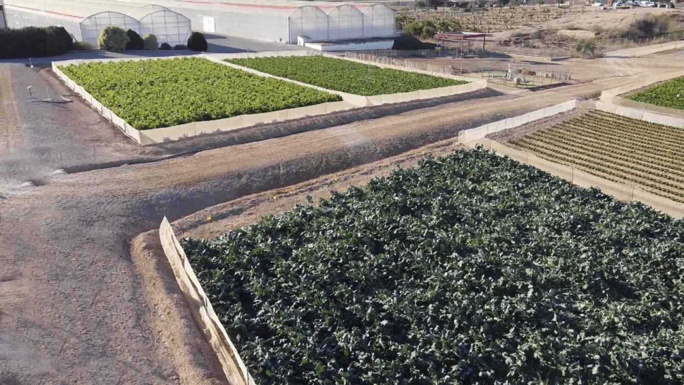 Tomaten- und Paprika-Anbau 