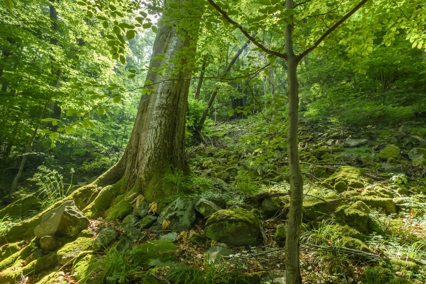 Naturwälder Kamp und Kremstal 