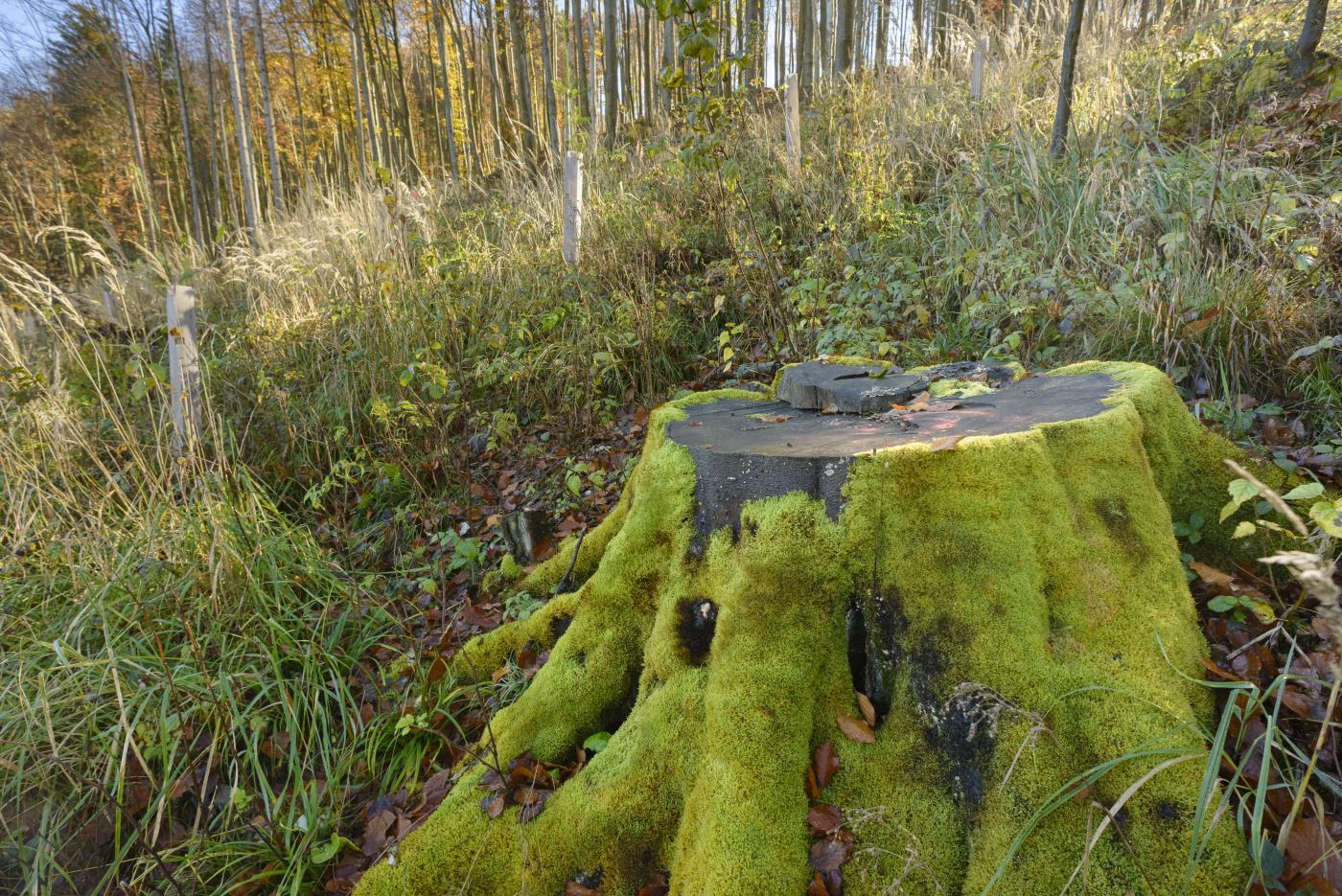 Natura 2000 Naturwald Fällung im Yspertal
