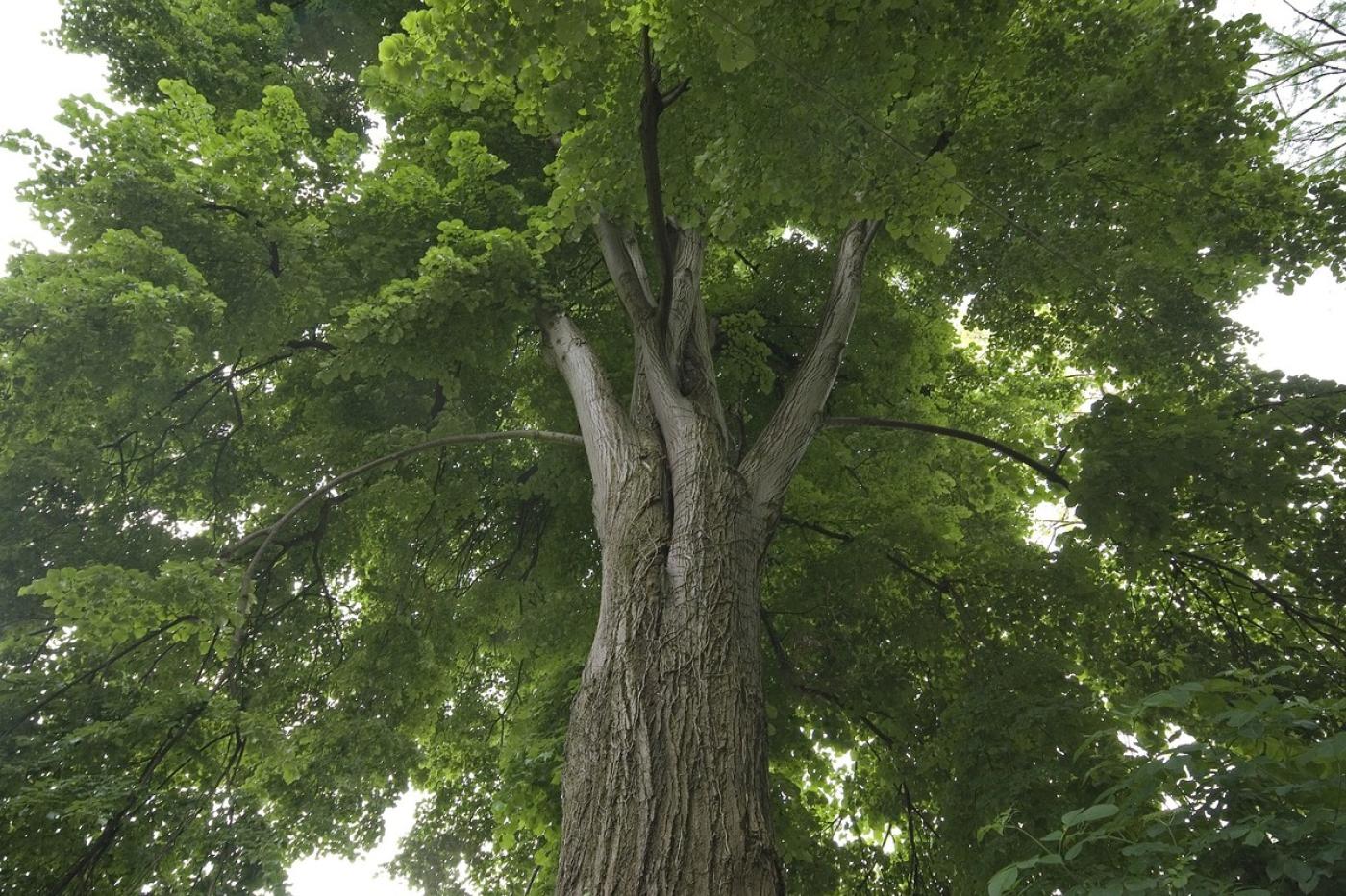 Naturdenkmal Baum